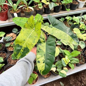 Philodendron Burlemarx Verde - zeldzame kamerplant - kamerplant - onderhoudsvriendelijke plant - tropische plant - uniek groen - woondecoratie