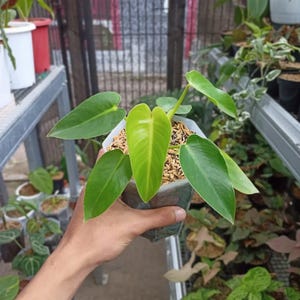 Philodendron Ilsemanii Green - Zeldzame kamerplant - Kamerplant - Onderhoudsvriendelijke plant - Tropische plant - Uniek groen