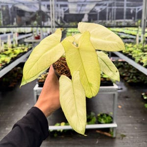 ZELDZAME Philodendron Paraiso Verde munt - zeldzame kamerplant - kamerplant - onderhoudsvriendelijke plant - tropische plant - uniek groen