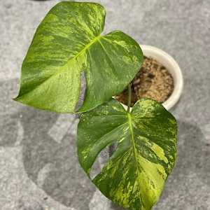 Monstera Deliciosa Aurea Mint 2 Leaf - Indoor Plant - Easy Care Plant - Tropical Plant - Unique Greenery