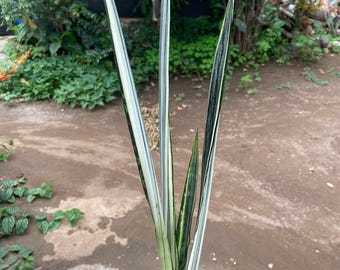 アライヴンインヴェルセンテナリアエクササイズ Sansevieria…LIFE Sansevieria Sawasdee Variegated “Half Moon