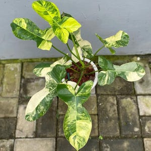 Philodendron Florida Beauty X Paraiso Verde volwassen vorm - zeldzame kamerplant - kamerplant - onderhoudsvriendelijke plant - tropische plant