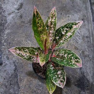 Aglaonema Pinkan || Gratis fytosanitair certificaat || DHL Express