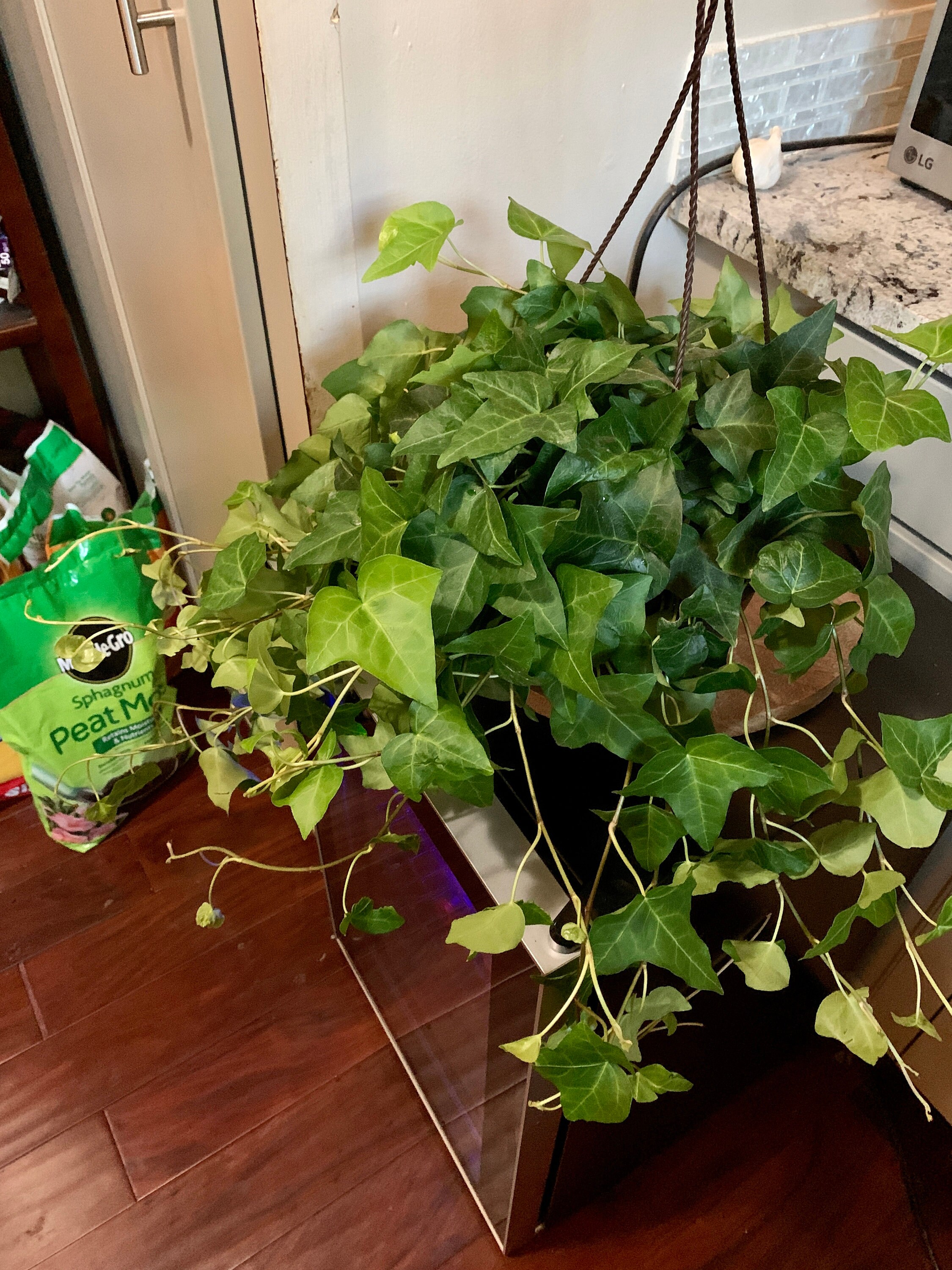 English Ivy Hanging Basket Large Etsy