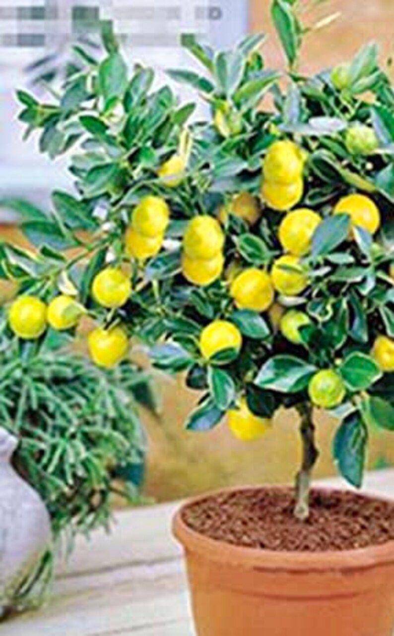 Organic Meyer Lemon Tree 6inch Pot Roughly 1218 Inches on Etsy