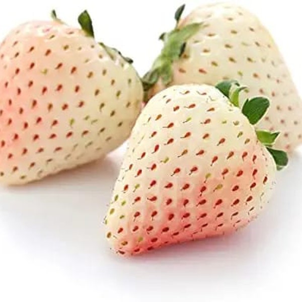Japanese Strawberry Seeds Etsy