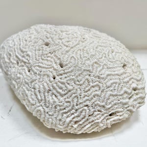 May include: White coral with a brain-like pattern. The coral is a natural, organic material with a rough texture.