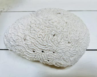 大型脳サンゴ化石乾燥ホワイト水槽装飾天然本物 - Etsy 日本