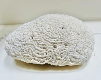 大型脳サンゴ化石乾燥ホワイト水槽装飾天然本物 - Etsy 日本