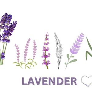 Lavendel SVG Bundle | Sofortiger digitaler Download | Lavendel svg, Lavendel png, Lavendel Clipart, Lavendelblume SVG, Florals svg, Lavendel