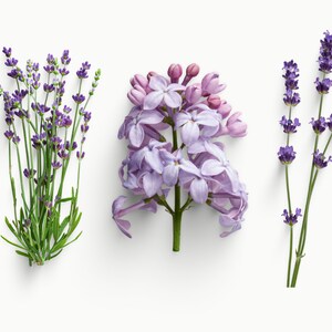 Paquete SVG de flores de lavanda, imágenes prediseñadas de lavanda, vector de lavanda, silueta de lavanda, arte digital de lavanda, lavanda, SVG floral de lavanda
