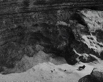 Black and White Lion Wall Art – The Last Wild Barbary Lion - 1925 - Museum Quality Print