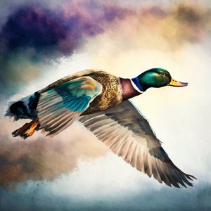 Mallard Duck Flying - Canvas, Metal, Acrylic, Framed, or Giclee (Museum Quality Print)  - Mounting Hardware Included!