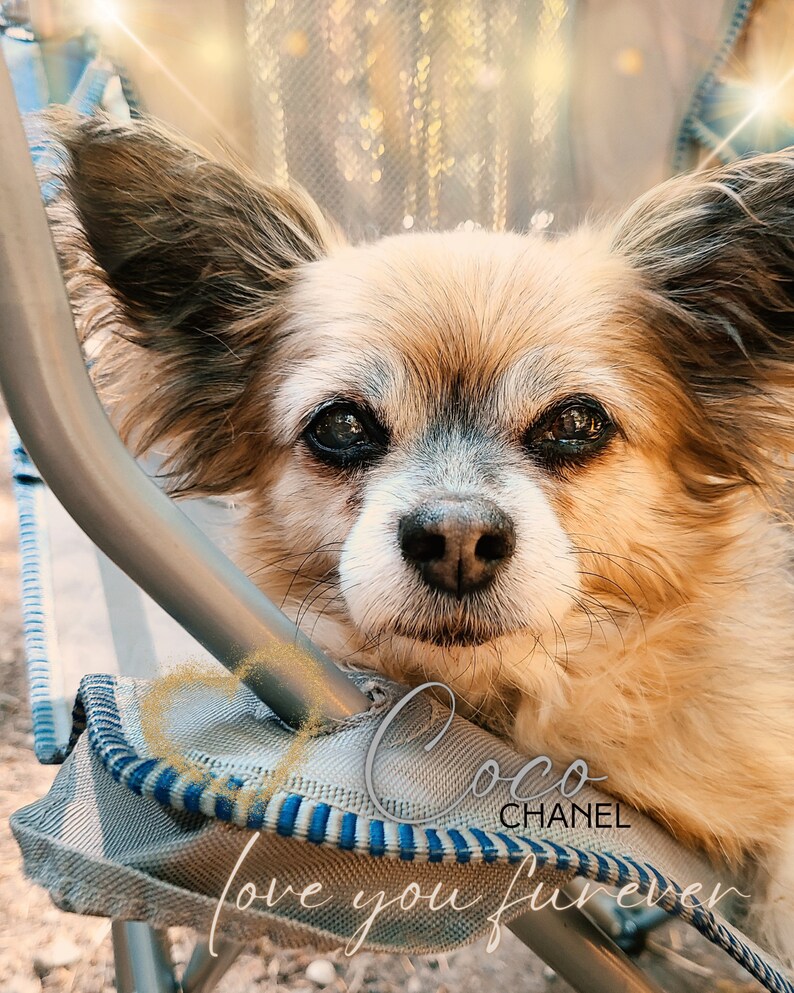 May include: A small, light brown and white dog with big brown eyes is resting its head on a blue and white striped chair. The chair has a gold heart shape on it and the text "Coco Chanel love you forever" is written on the chair.