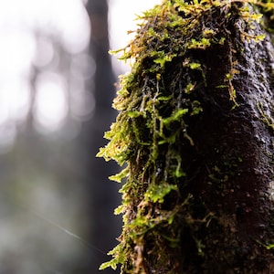 Mossy Tree Print / Forest Nature Print / Sunlight Woods Art / Landscape Photography