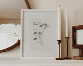 Black Eyed Susan Art Print: Botanical Pen and Ink Illustration