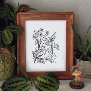 North Carolina Spring Ephemeral Pen and Ink Art Print - Botanical Flowers Illustration Wall Décor (Sizes Available)**