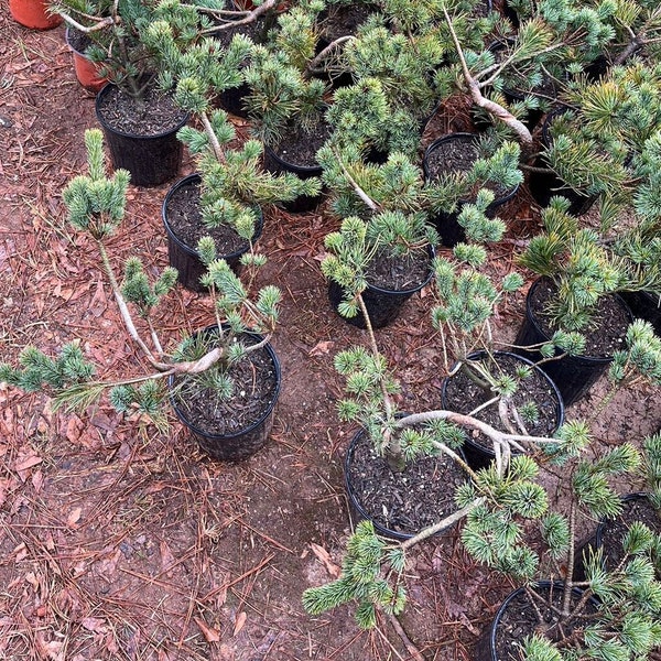 Live Pre-Bonsai White Pine (trained); with nutrition soil