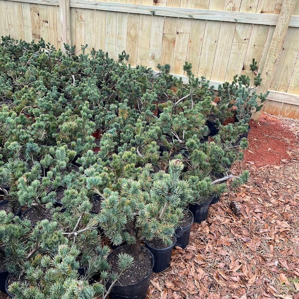 Live Pre-Bonsai White Pine (un-trained); with nutrition soil