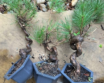 Live Pre-Bonsai Black Pine ; with Decorative Container same as picture