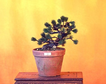 Live Japanese White Pine "Five Needle"  with Decorative Container same as picture; with nutrition soil