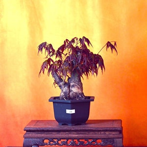 Live Acer Palmatum Outdoor Bonsai Tree ; with Decorative Container same as picture