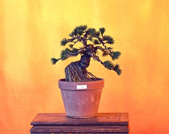 Live Japanese White Pine "Five Needle"  with Decorative Container same as picture; with nutrition soil