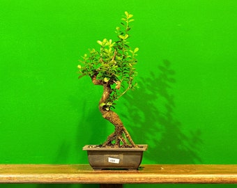 Live Boxwood Outdoor mini Bonsai Tree ; with Decorative Container same as picture; with nutrition soil