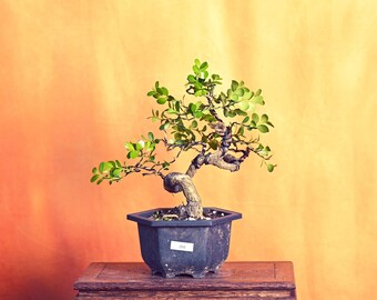 Live Boxwood Outdoor mini Bonsai Tree ; with Decorative Container same as picture; with garden soil