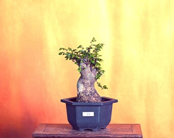 Live Chinese Elm Outdoor Bonsai Tree ; with Decorative Container same as picture; with nutrition soil