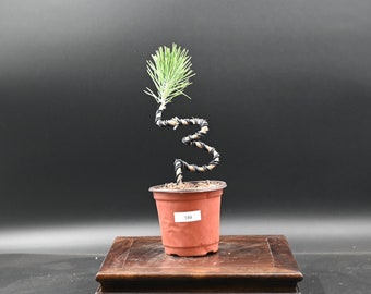 Live Pre-Bonsai Black Pine; with nutrition soil