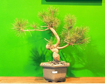 Live Pre-Bonsai Black Pine (trained) ; with nutrition soil