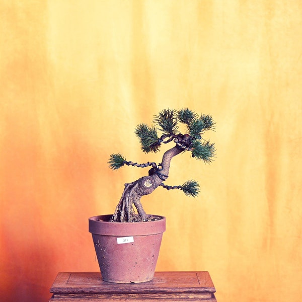 Live Japanese White Pine "Five Needle"  with Decorative Container same as picture; with nutrition soil