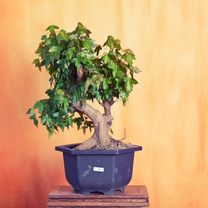 Live Trident Maple Outdoor Bonsai Tree ; with Decorative Container same as picture