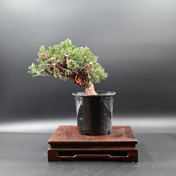 Live Shimpaku Juniper Outdoor Bonsai Tree ; with Decorative Container same as picture; with nutrition soil