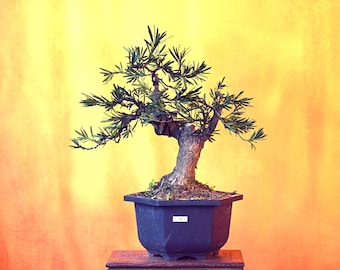 Live Buddhist Pine (Podocarpus Macrophyllus) with Decorative Container same as picture