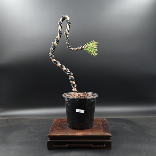 Live Pre-Bonsai Black Pine; with nutrition soil