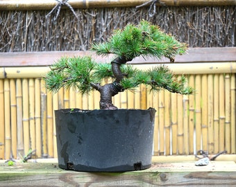 Live Japanese White Pine "Five Needle"  with Decorative Container same as picture; with nutrition soil