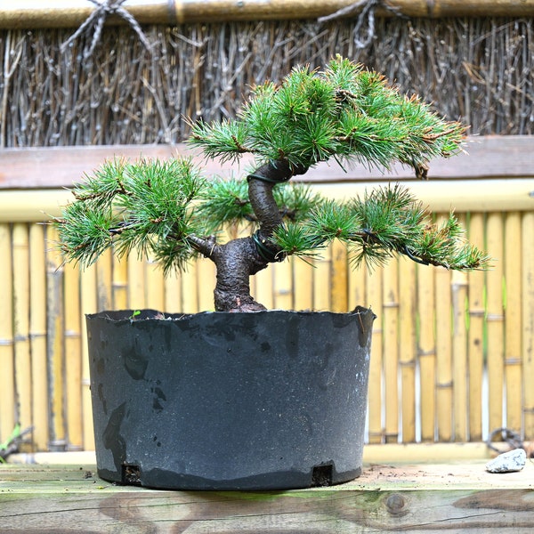 Live Japanese White Pine "Five Needle"  with Decorative Container same as picture; with nutrition soil