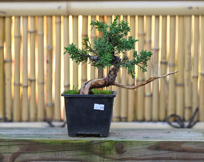 Live Green Mound Juniper Outdoor Bonsai Tree With Decorative Etsy