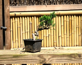 Live Shimpaku Juniper Outdoor Bonsai Tree ; with Decorative Container same as picture; with nutrition soil