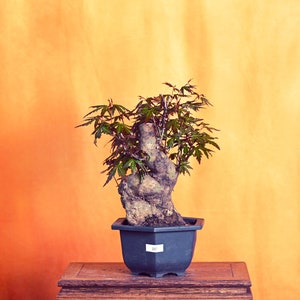 Live Acer Palmatum Outdoor Bonsai Tree ; with Decorative Container same as picture