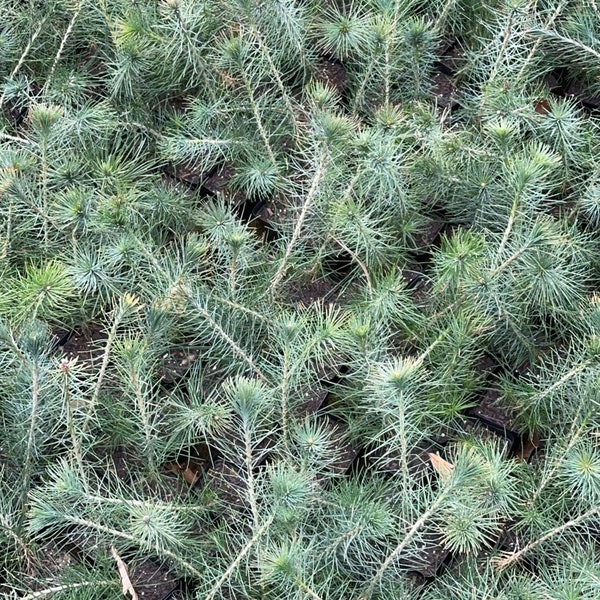 Live Japanese Black Pine Seedlings; with nutrition soil