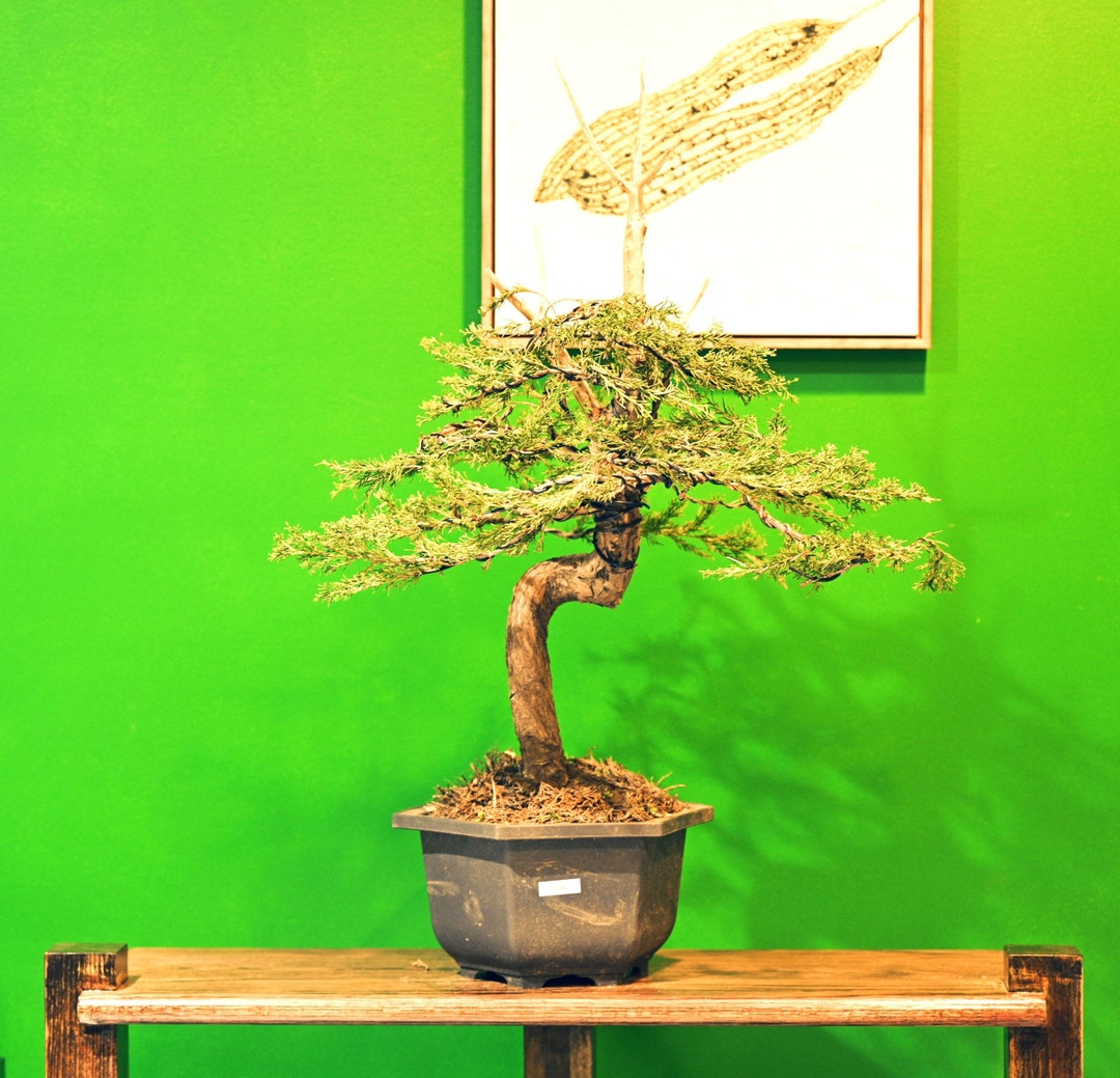 Live Shimpaku Juniper Outdoor Bonsai Tree With Decorative Container