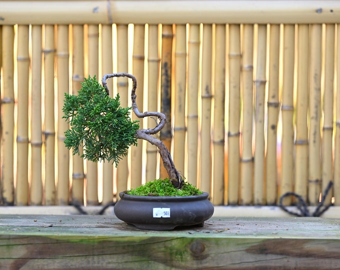 Live Green Mound Juniper Outdoor Bonsai Tree With Decorative Etsy