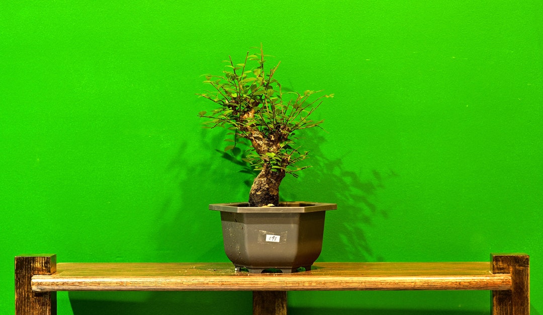 Live Chinese Elm Outdoor Bonsai Tree With Decorative Etsy