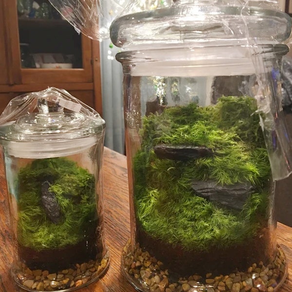 Live Moss Terrarium Etsy