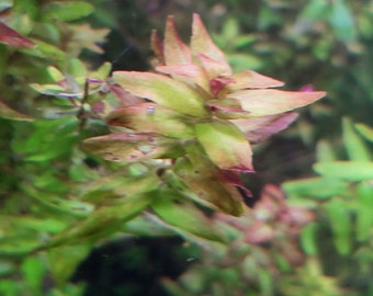 Rotala Mini Butterfly 10x