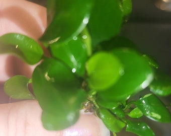 Anubias Nana 2x