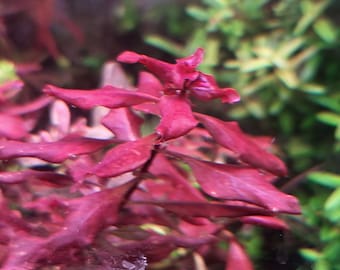 5x Ludwigia Super Red